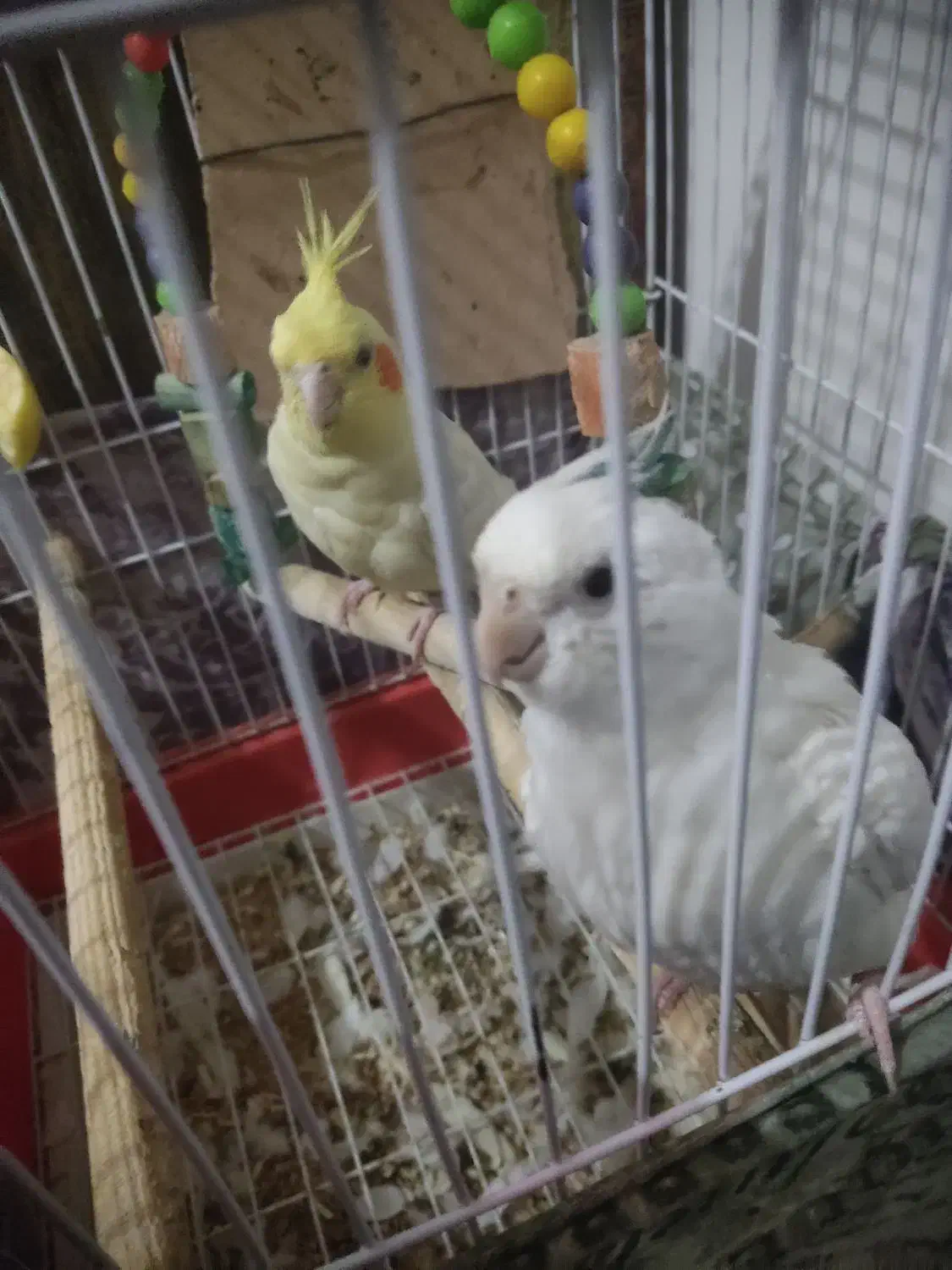 عروس هلندی جوجه|پرنده|نسیمشهر, |دیوار