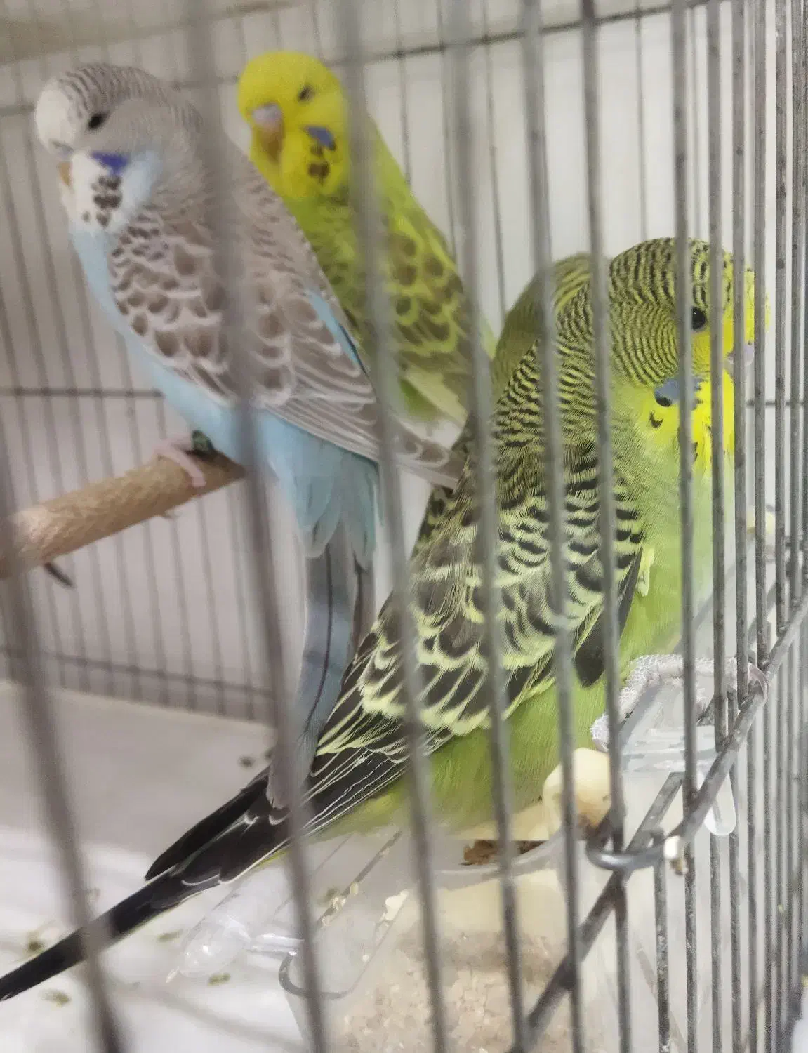 مرغ‌عشق‌‌ ‌انگلیسی|پرنده|قم, حنیف نژاد|دیوار