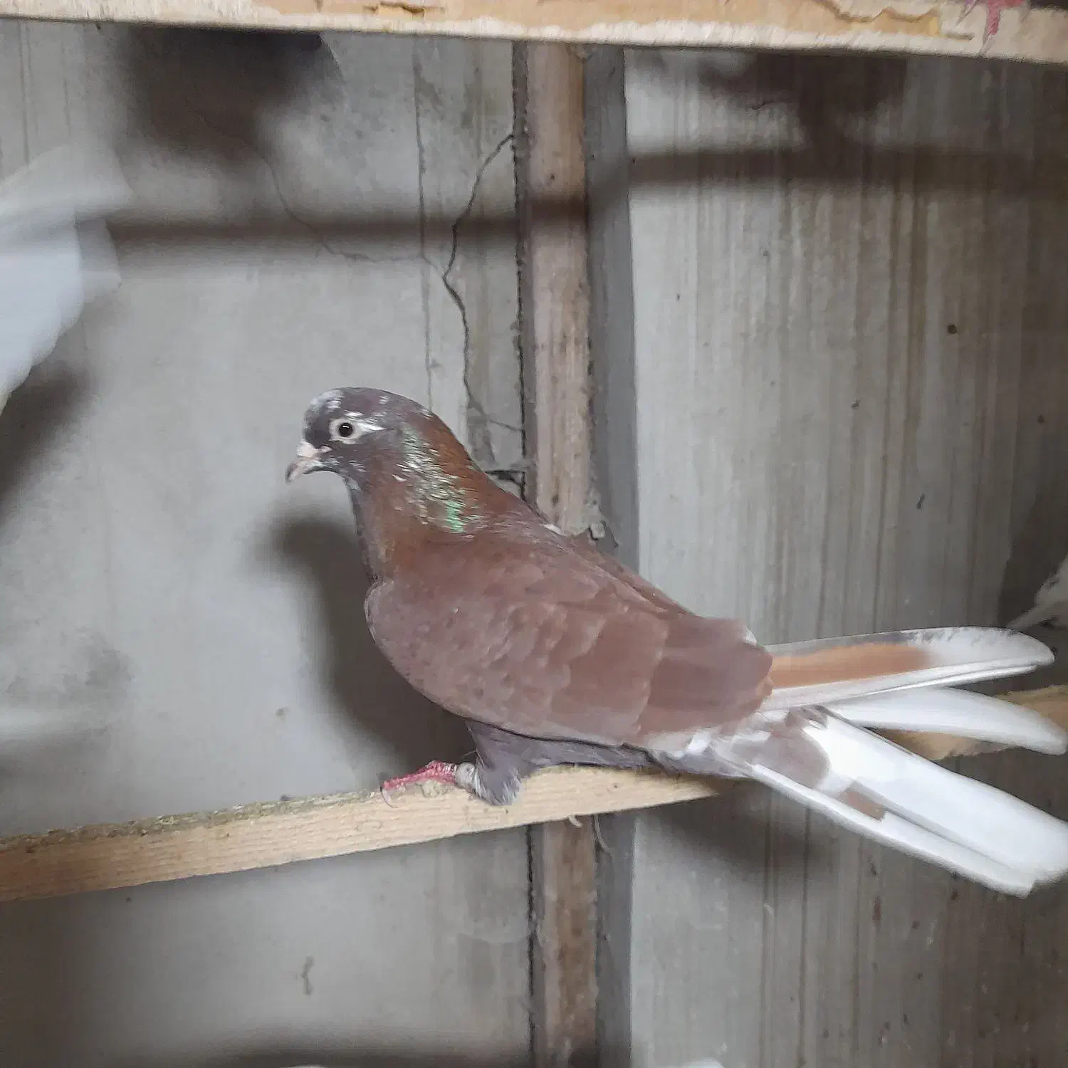 کبوترپرشی|پرنده|رشت, یخسازی|دیوار