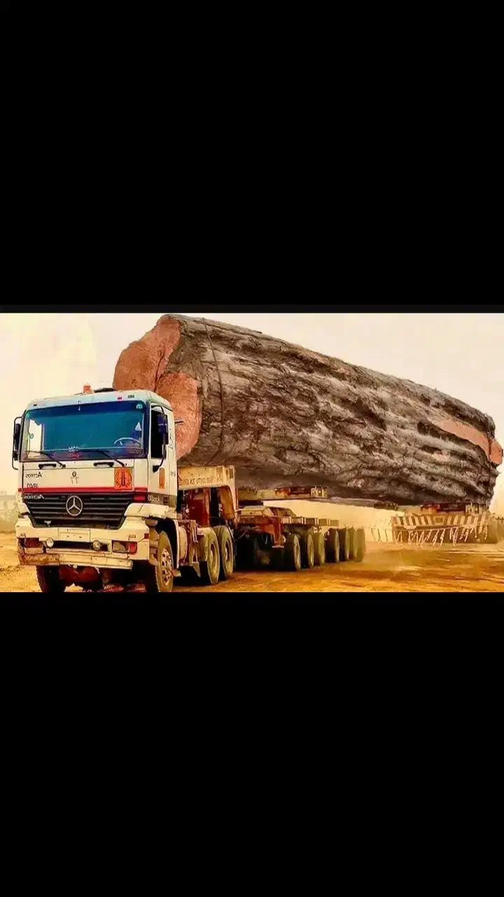 چوب بر هستم و خریدار چوب درخت|خدمات باغبانی و درختکاری|شوشتر, |دیوار