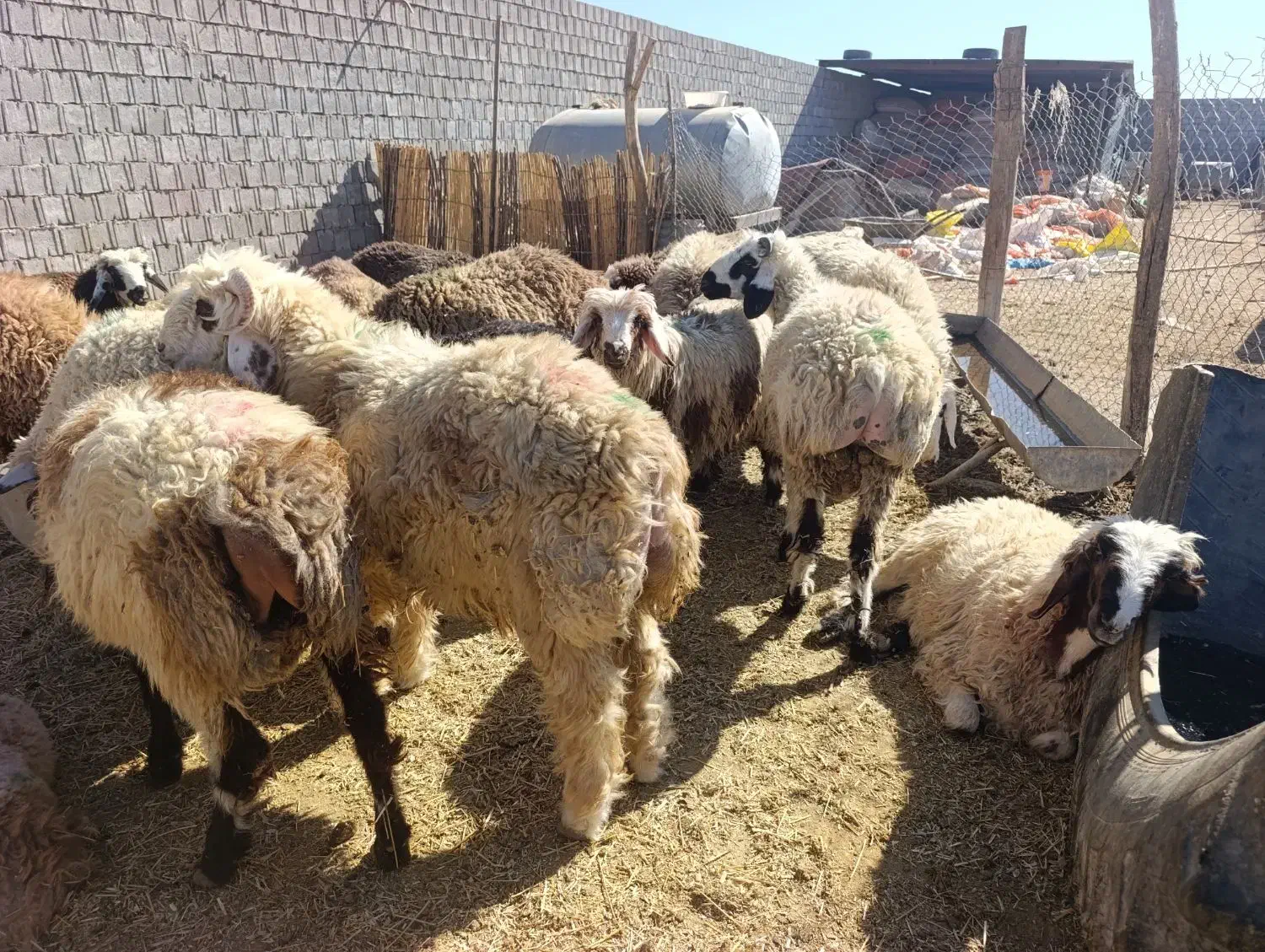 بره|حیوانات مزرعه|دهدشت, |دیوار