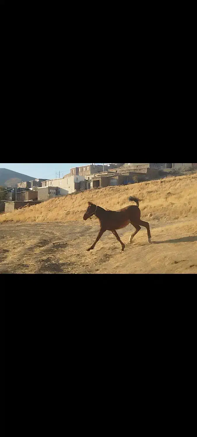 اسب|حیوانات مزرعه|کلاترزان, |دیوار