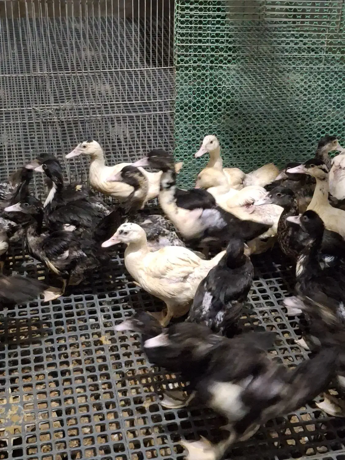 اردک مسکوئی اسرائیلی|حیوانات مزرعه|سرخرود, |دیوار