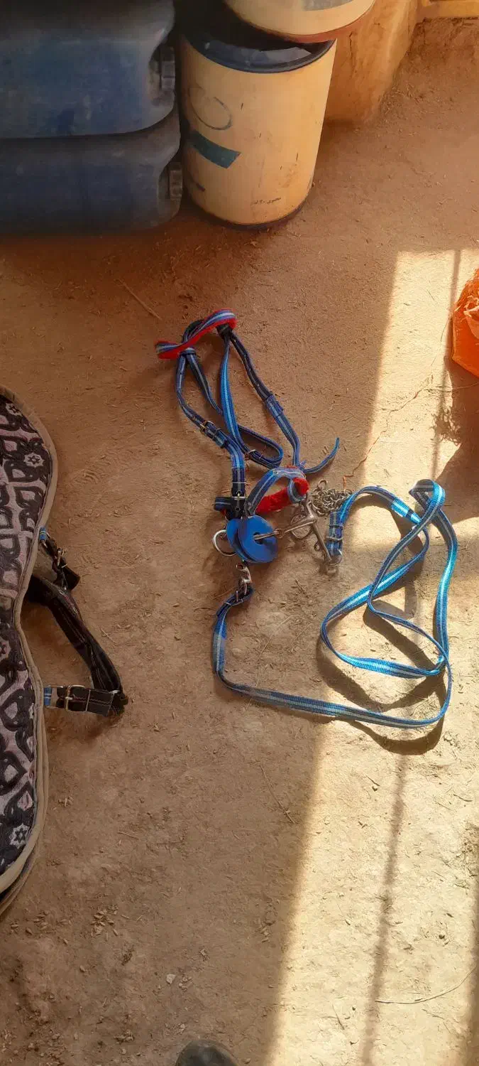 زین اسب|اسب و تجهیزات اسبسواری|گل تپه, |دیوار