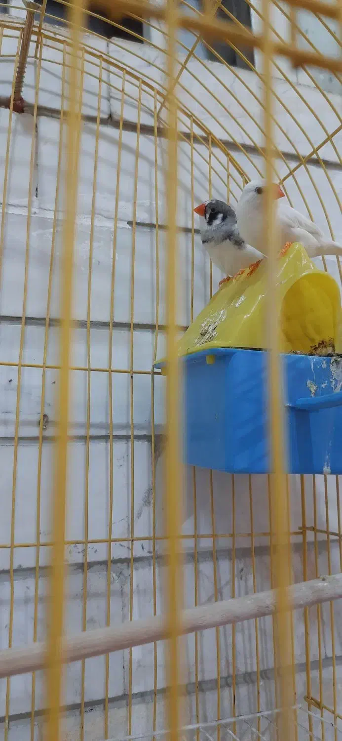 فنچ و مرغ عشق|پرنده|کازرون, |دیوار