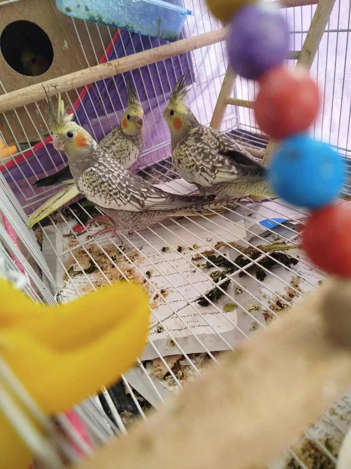 عروس هلندی|پرنده|نیشابور, دربقاضی|دیوار