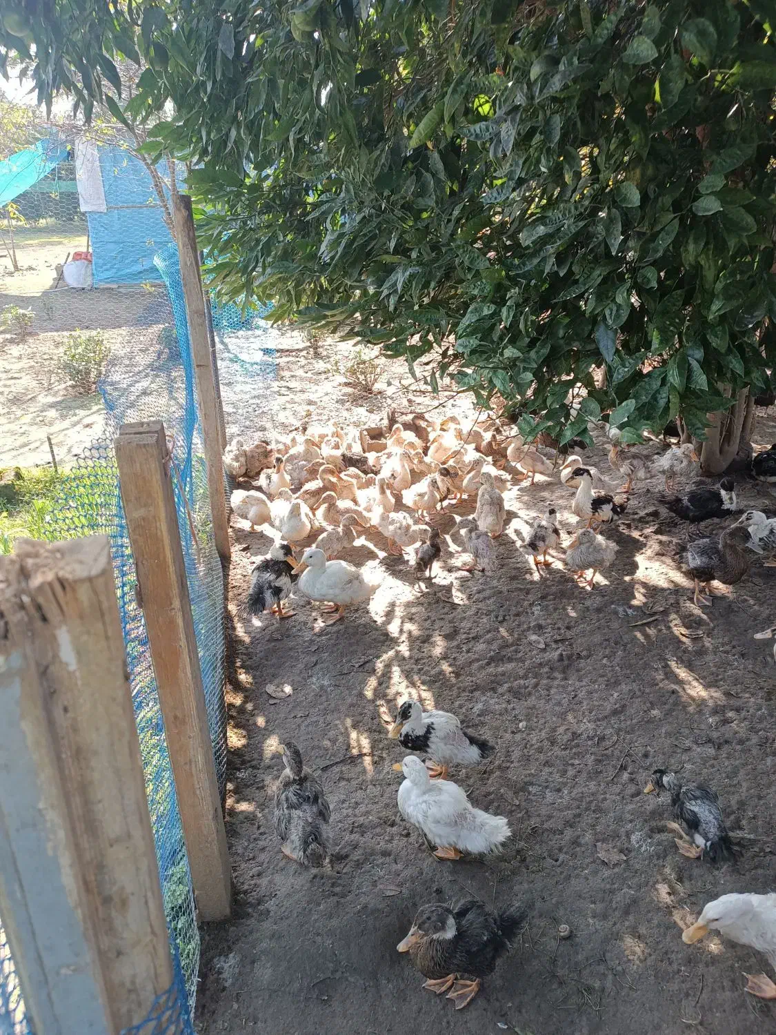 اردک چهارماهه پکنی|حیوانات مزرعه|شلمان, |دیوار