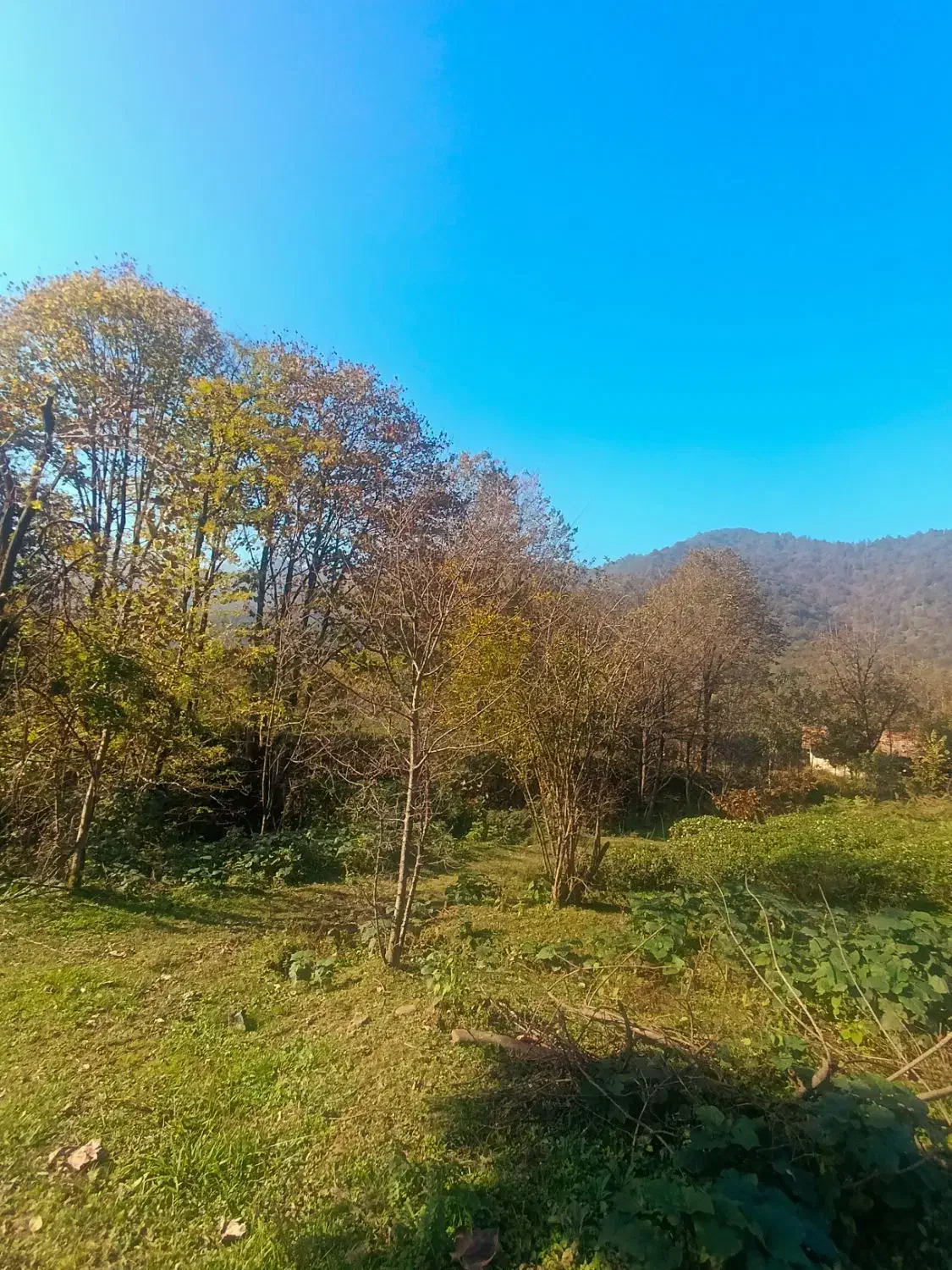 546متری کوهستانی سیاهمزگی شفت|فروش زمین و ملک کلنگی|احمدسرگوراب, |دیوار