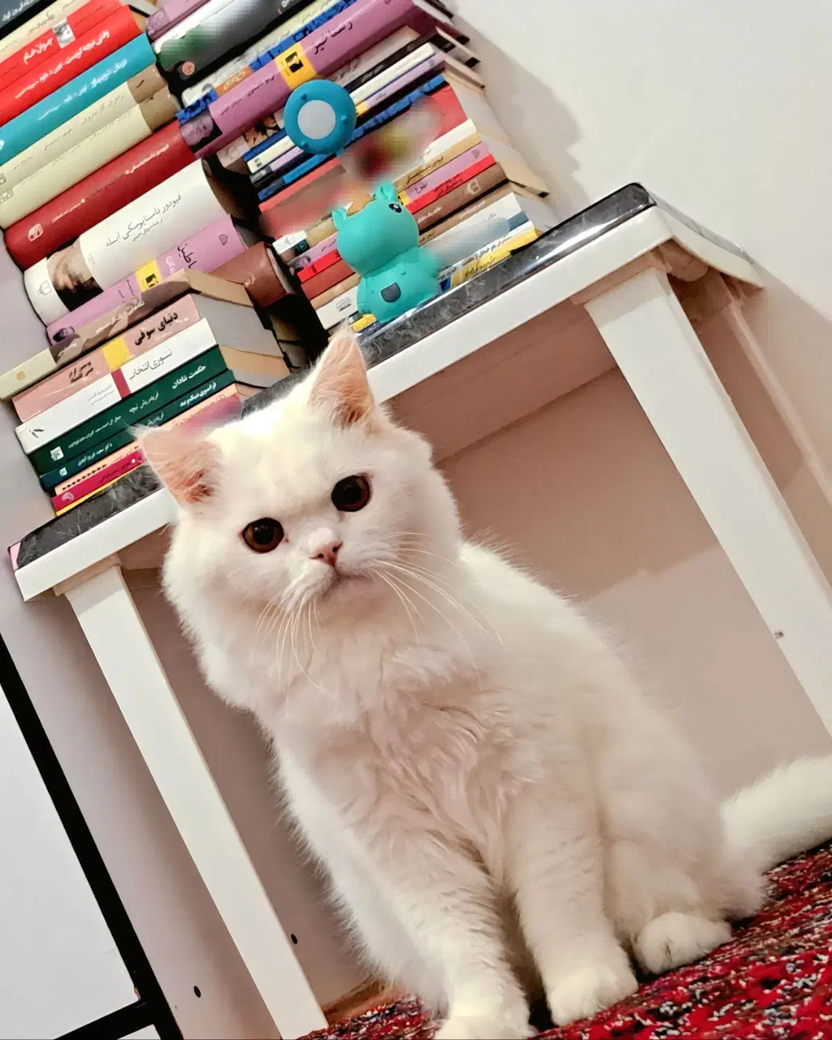 گربه پرشین|گربه|میاندوآب, |دیوار