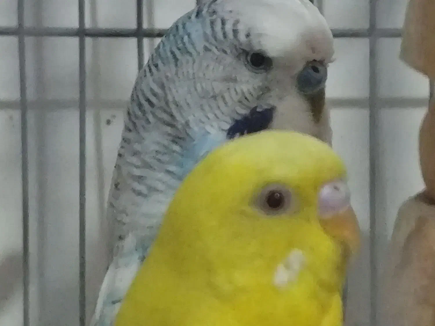 مرغ عشق انگلیسی و فنچ نرگسی تخمی|پرنده|زاهدان, |دیوار