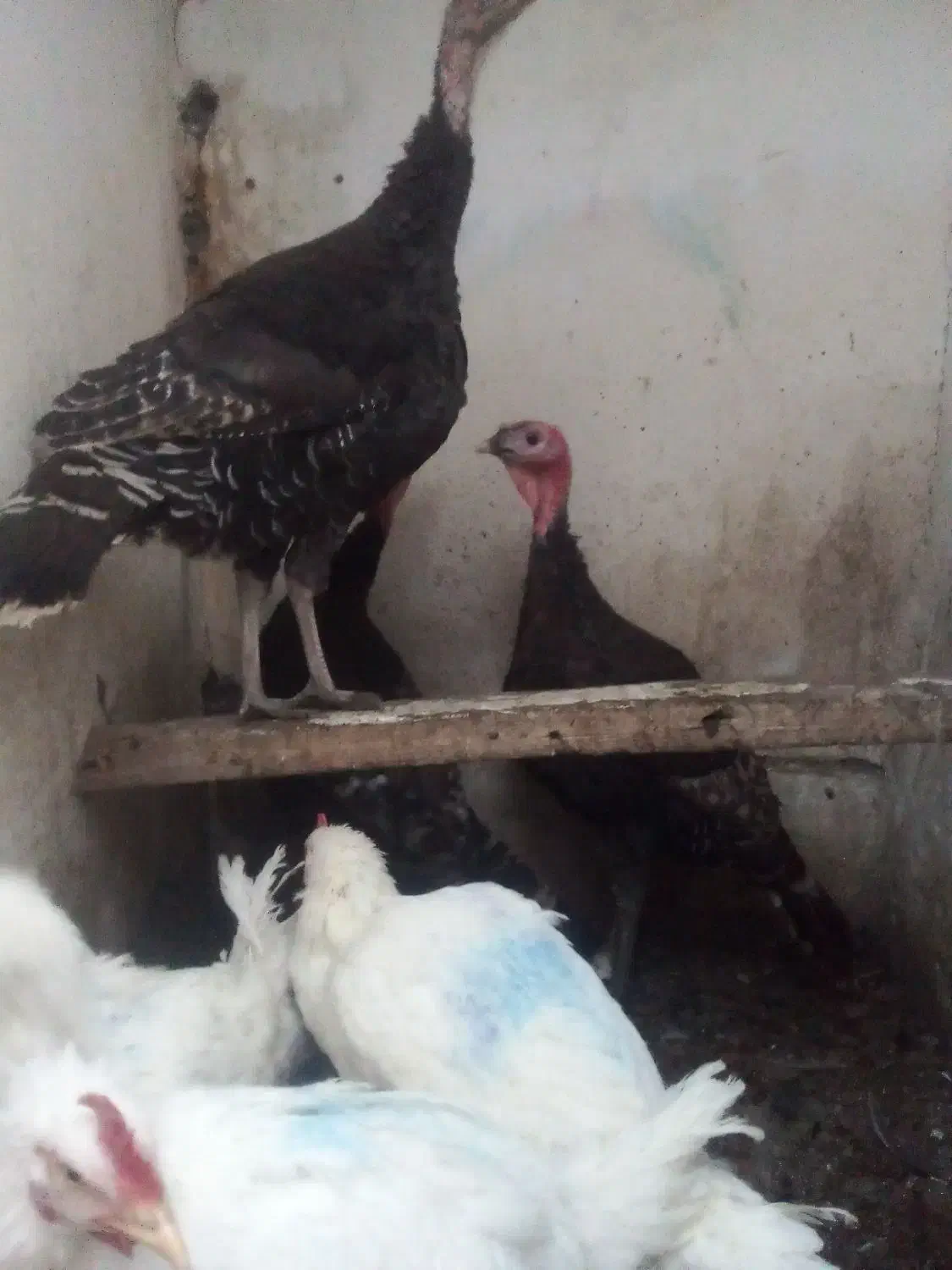 بوقلمون|حیوانات مزرعه|سراب, |دیوار