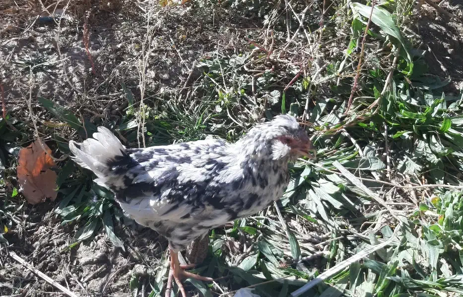 نیمچه گلین|حیوانات مزرعه|سمیرم, |دیوار