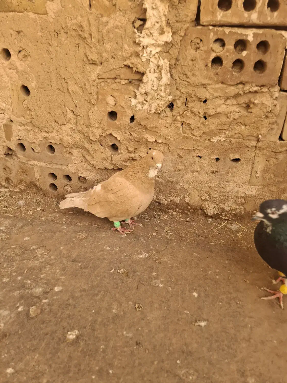 ۳ تا گرفتنی|پرنده|نیشابور, فردوس شمالی|دیوار