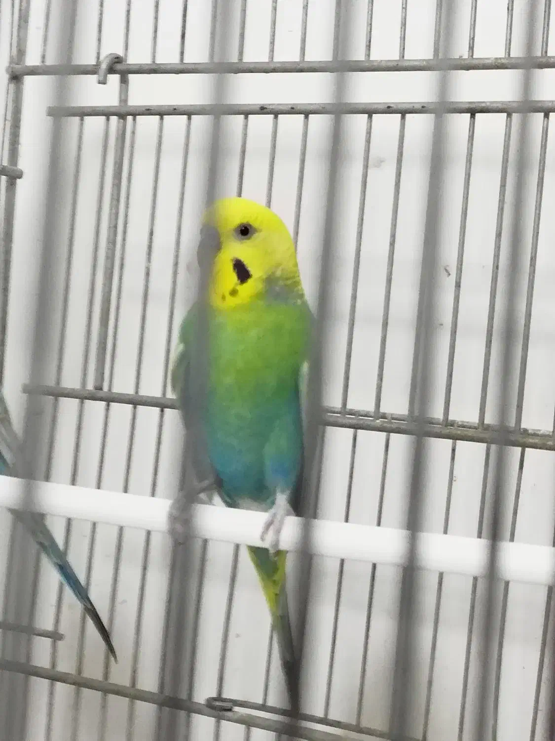 مرغ عشق|پرنده|اهواز, کیان اباد|دیوار