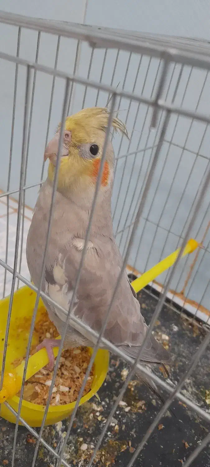 طوطی|پرنده|باوی, |دیوار