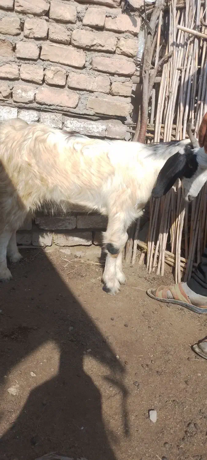 بز وبزغاله|حیوانات مزرعه|انبارآلوم, |دیوار