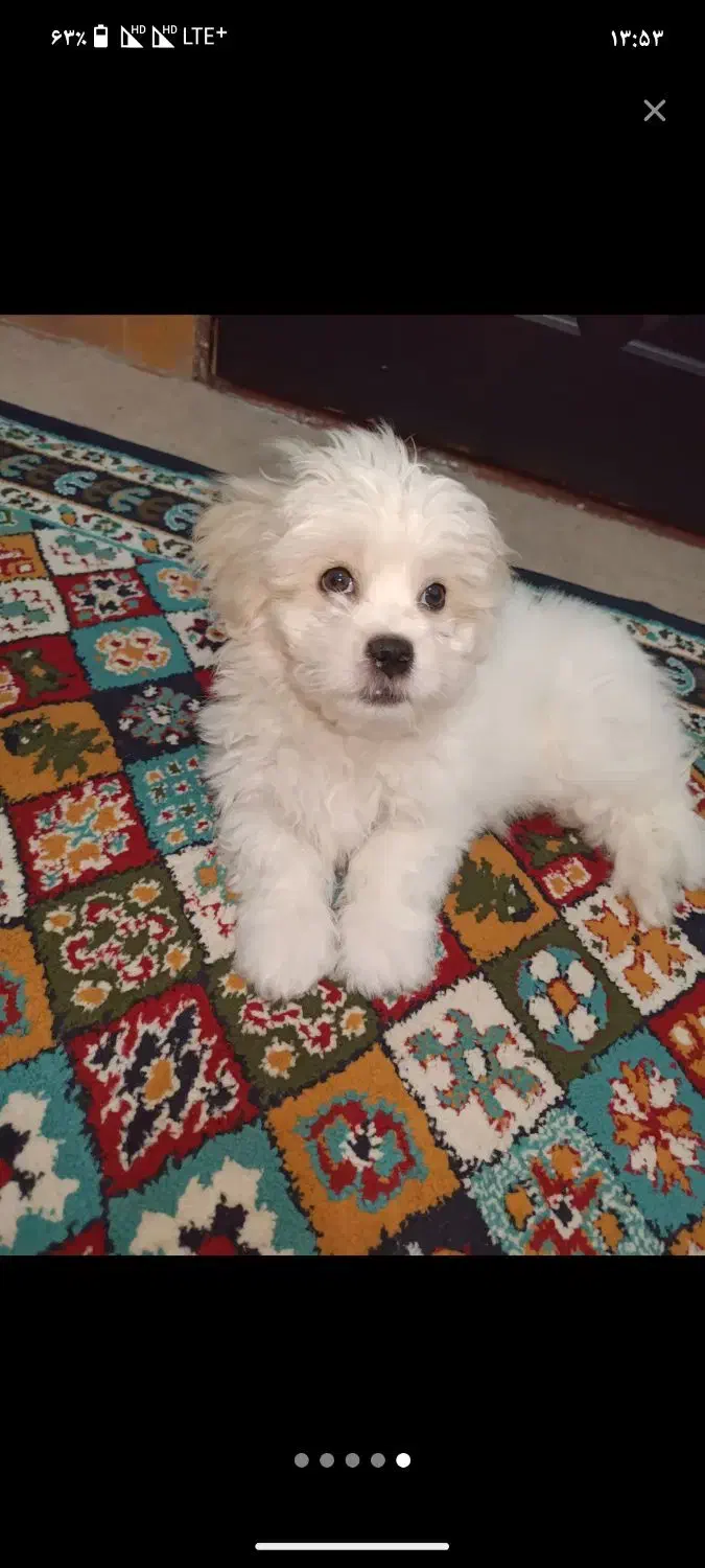 سگ شیتزو مانتیز|سگ|پاکدشت, پاکدشت (مامازند)|دیوار