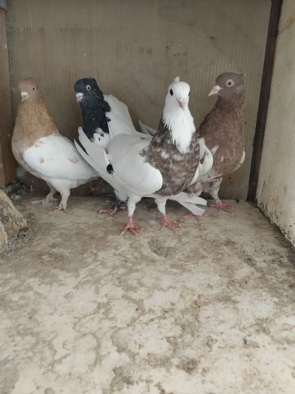 ماده بهئونی کله طوقی|پرنده|شیراز, شهرک صنعتی شیراز|دیوار