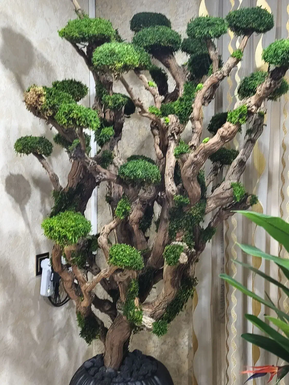 درخت جاودان vip شاهپسند با گلدان مصری بلند|گل مصنوعی|شاهدشهر, |دیوار