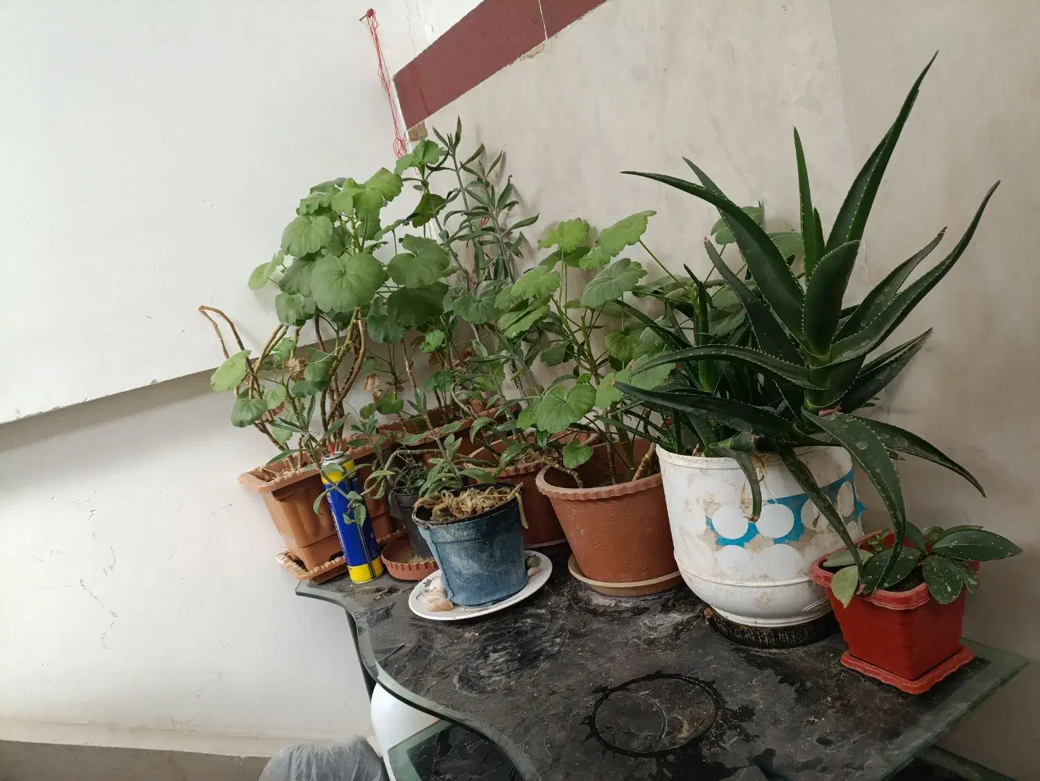 فرش و گلدان|فرش|اردبیل, |دیوار