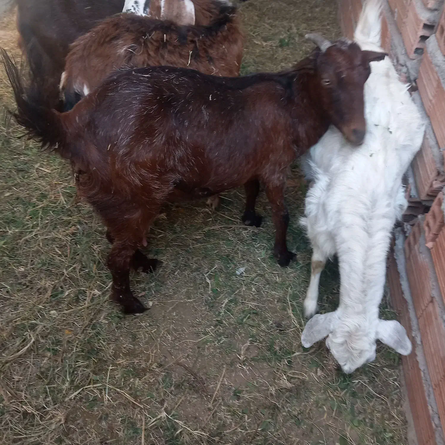 سلام یک عدد گوسفند فروشی|حیوانات مزرعه|گنبکی, |دیوار