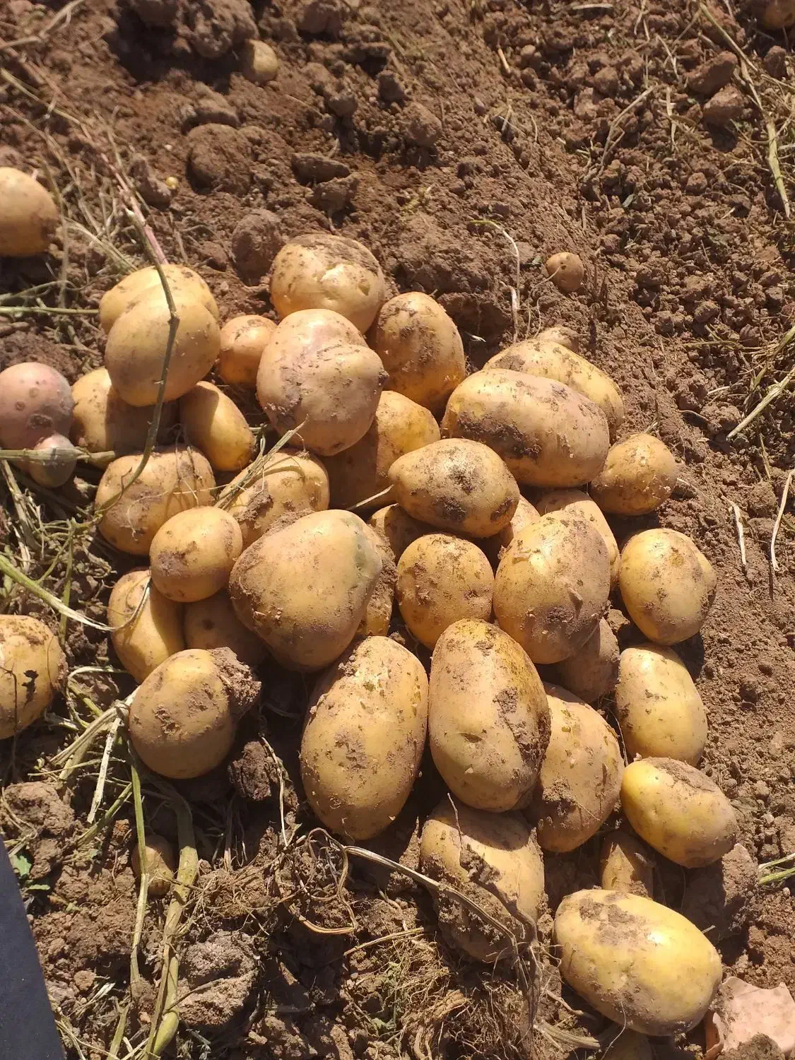 فروش سیب زمینی جلی|عمدهفروشی|داران, |دیوار