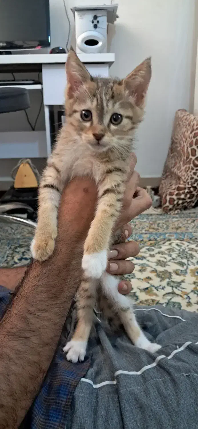 گربه|گربه|لاهیجان, لفمجان|دیوار