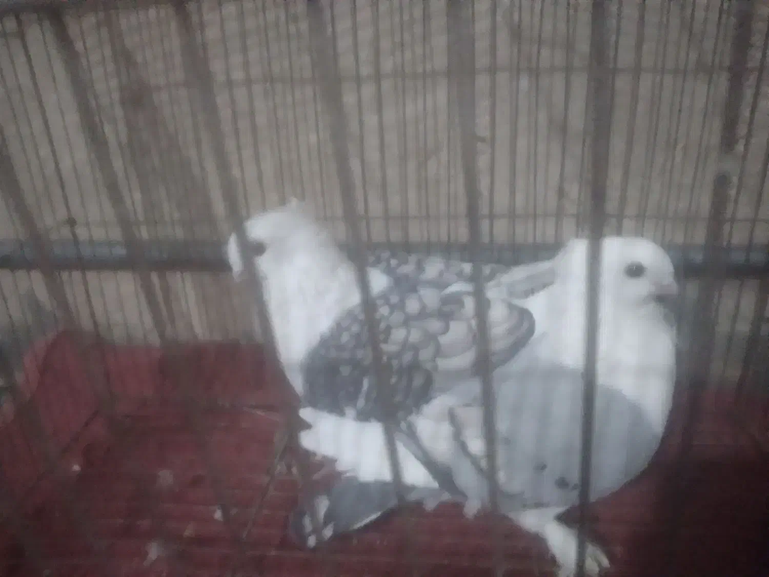 کبوتر تزیینی(چنگ موشی سینه فر)|پرنده|شیراز, درکی|دیوار