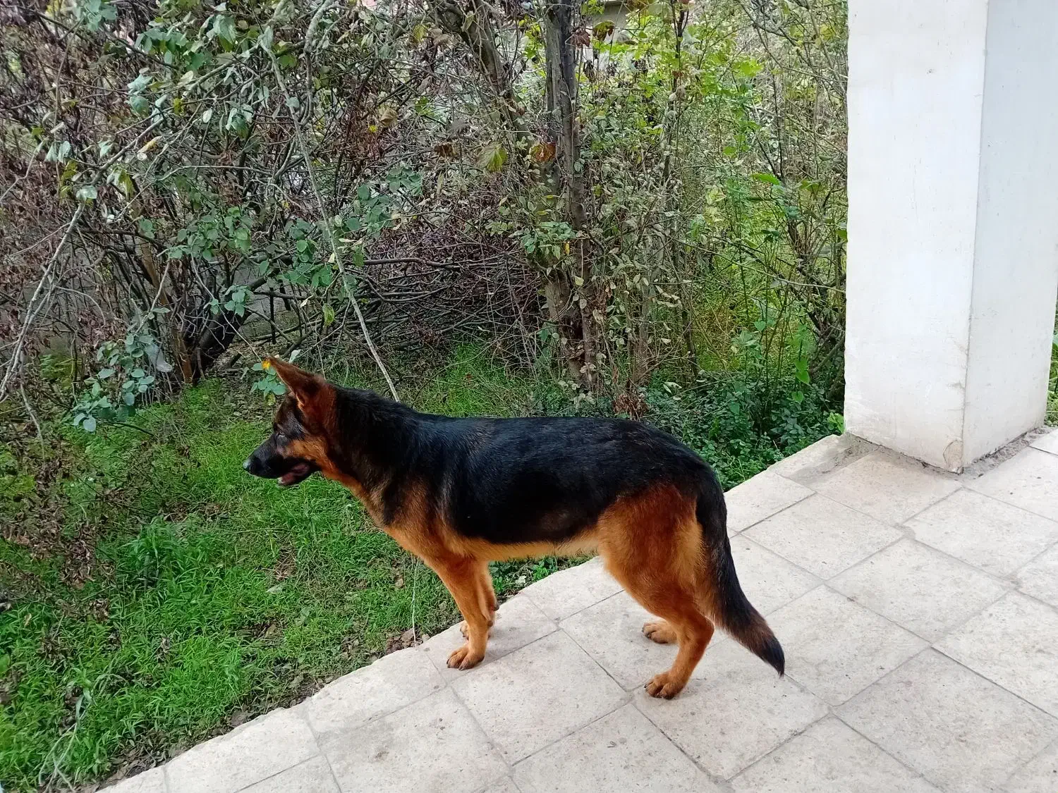 ماده ژرمن کلاسیک|سگ|رشت, حومه رشت|دیوار