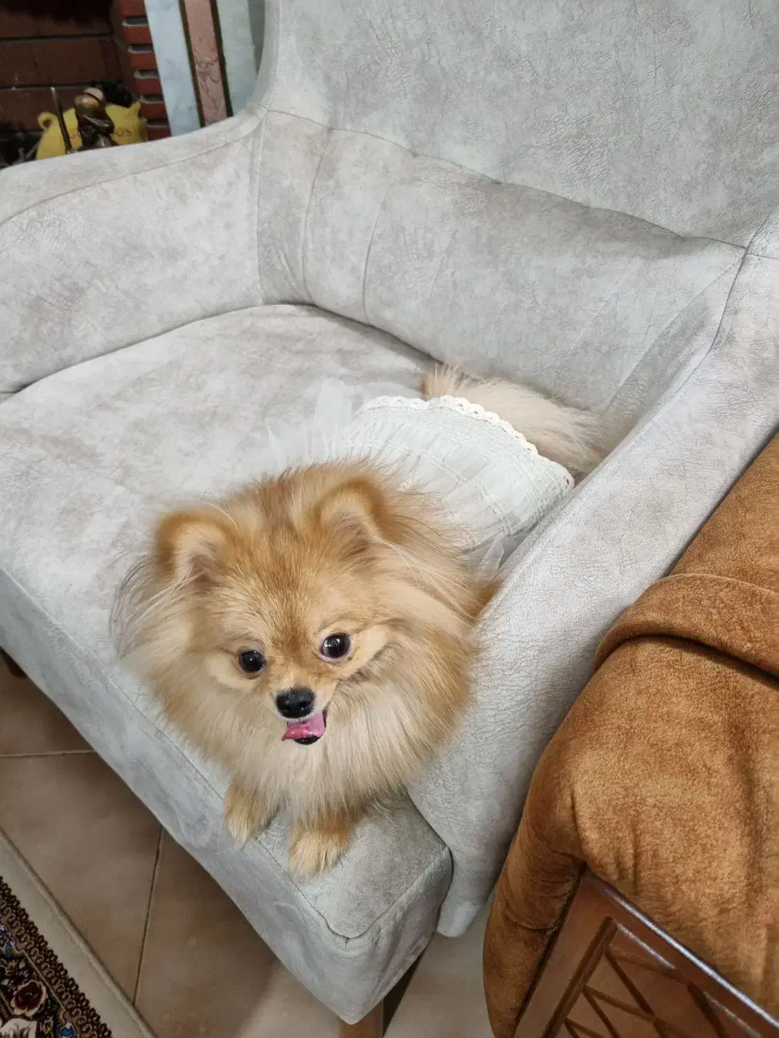 پت ( سگ )|سگ|کرج, عظیمیه|دیوار