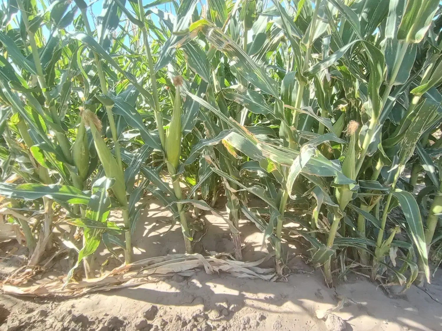 ذرت علوفه ای فروشی|حیوانات مزرعه|باشتین, |دیوار