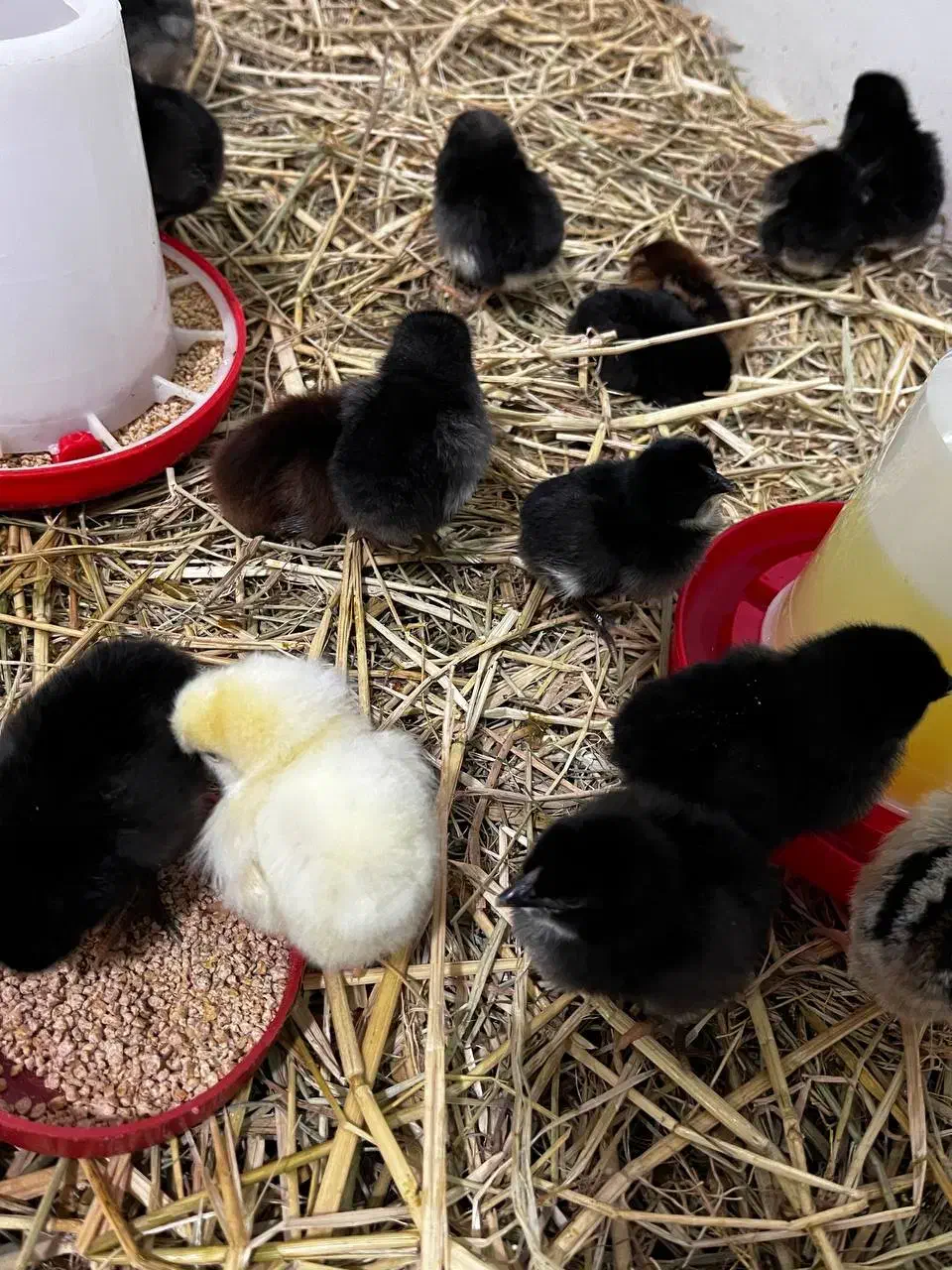 جوجه محلی جوجه کاکلی جوجه گردن لخت|حیوانات مزرعه|آستارا, |دیوار