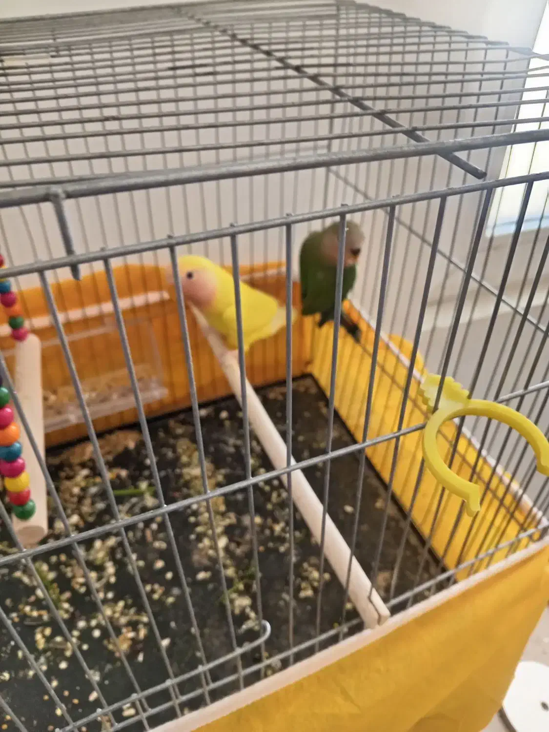 طوطی برزیلی|پرنده|نجف‌آباد, امیرآباد|دیوار