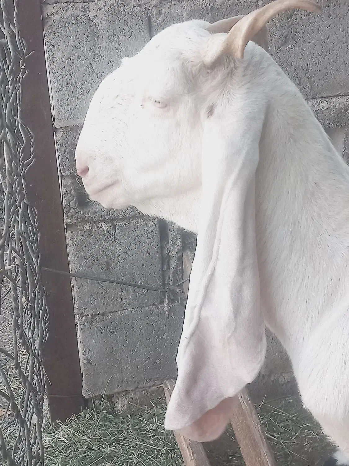 بز گلابی|حیوانات مزرعه|میناب, |دیوار