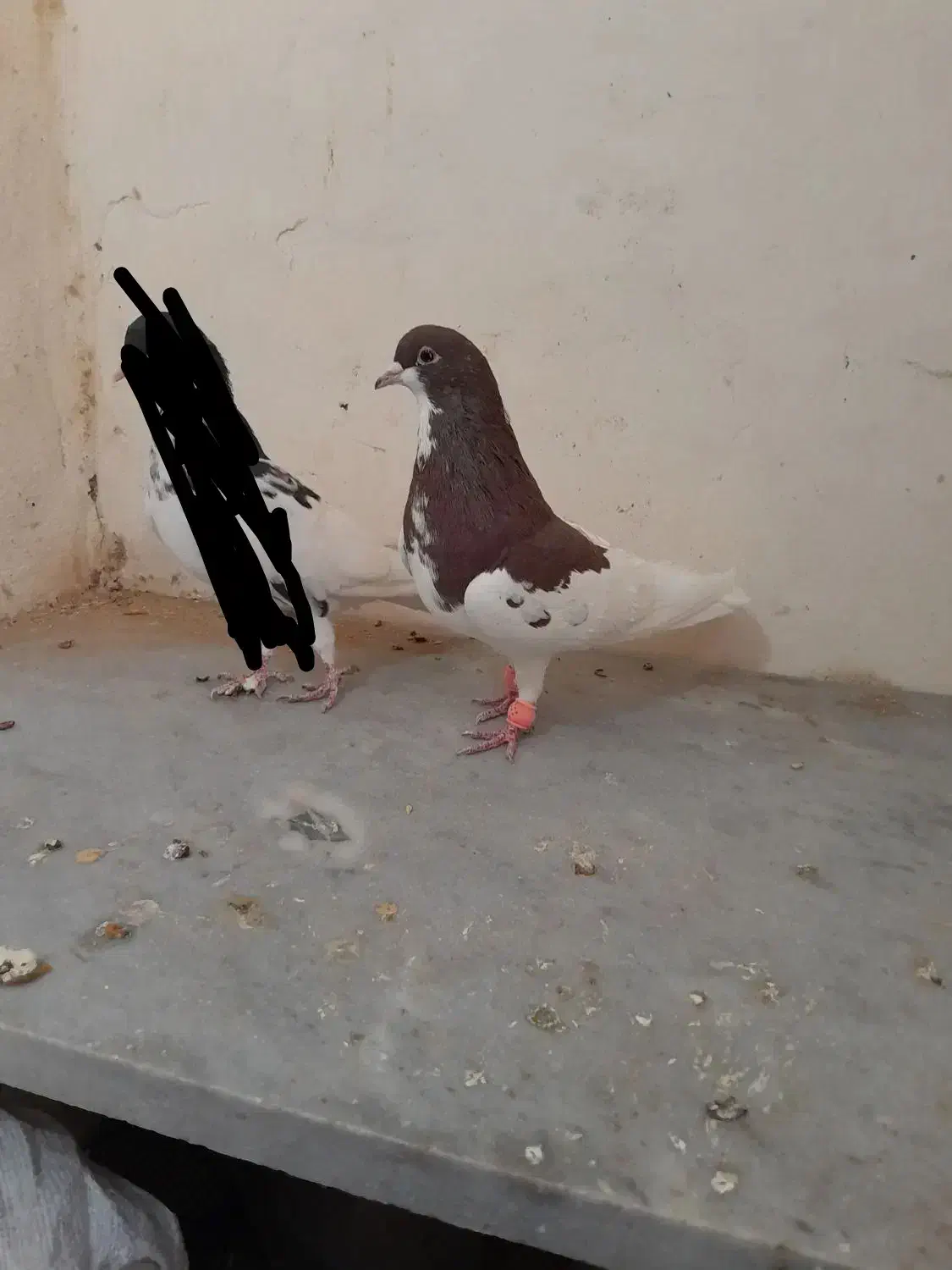 ساده افشون|پرنده|سبزوار, قصبه شرقی|دیوار