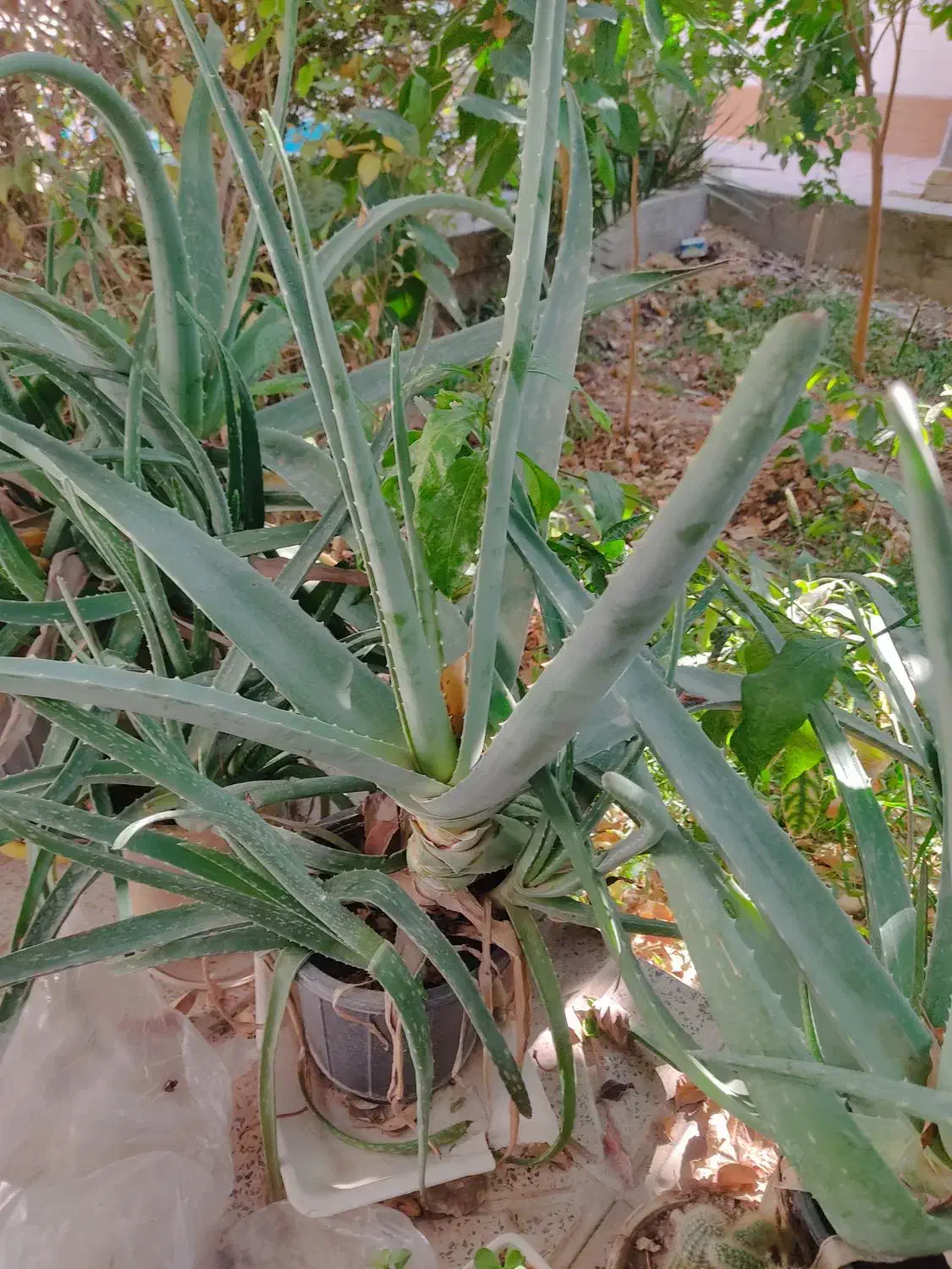 گیاه الوورا|گل و گیاه طبیعی|اردکان, |دیوار