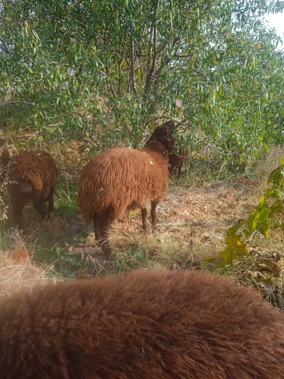 ۹راس بره بفروش میرسد|حیوانات مزرعه|انزل, |دیوار
