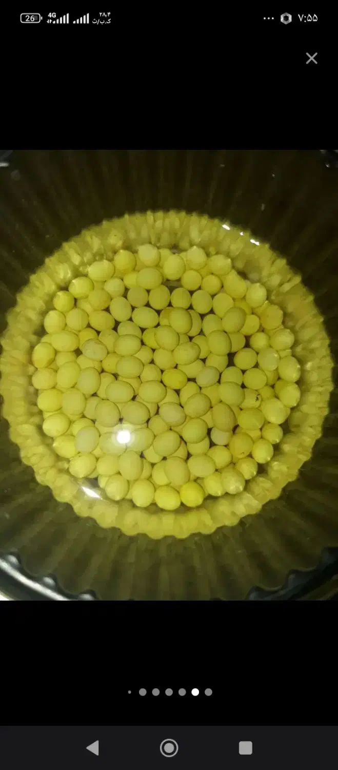 تولید و فروش خاویار حلزون|خزنده|قروه, |دیوار