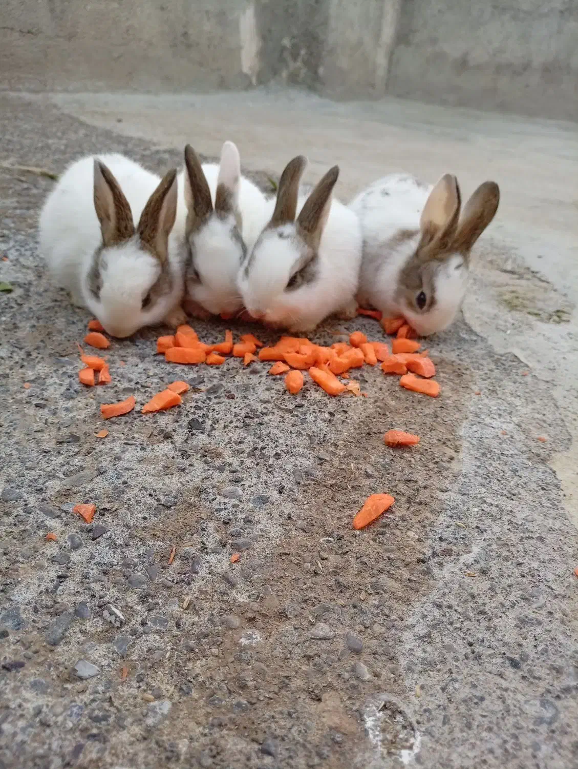 فروشی|موش و خرگوش|انگوت, |دیوار