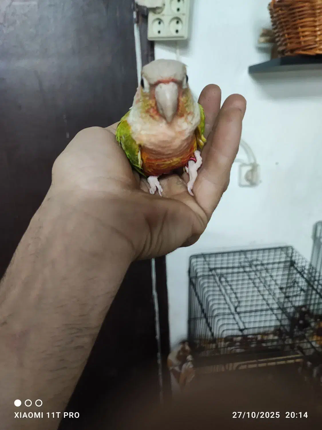 گرینچیک آناناسی دبل رد|پرنده|بندر انزلی, سامانسر|دیوار