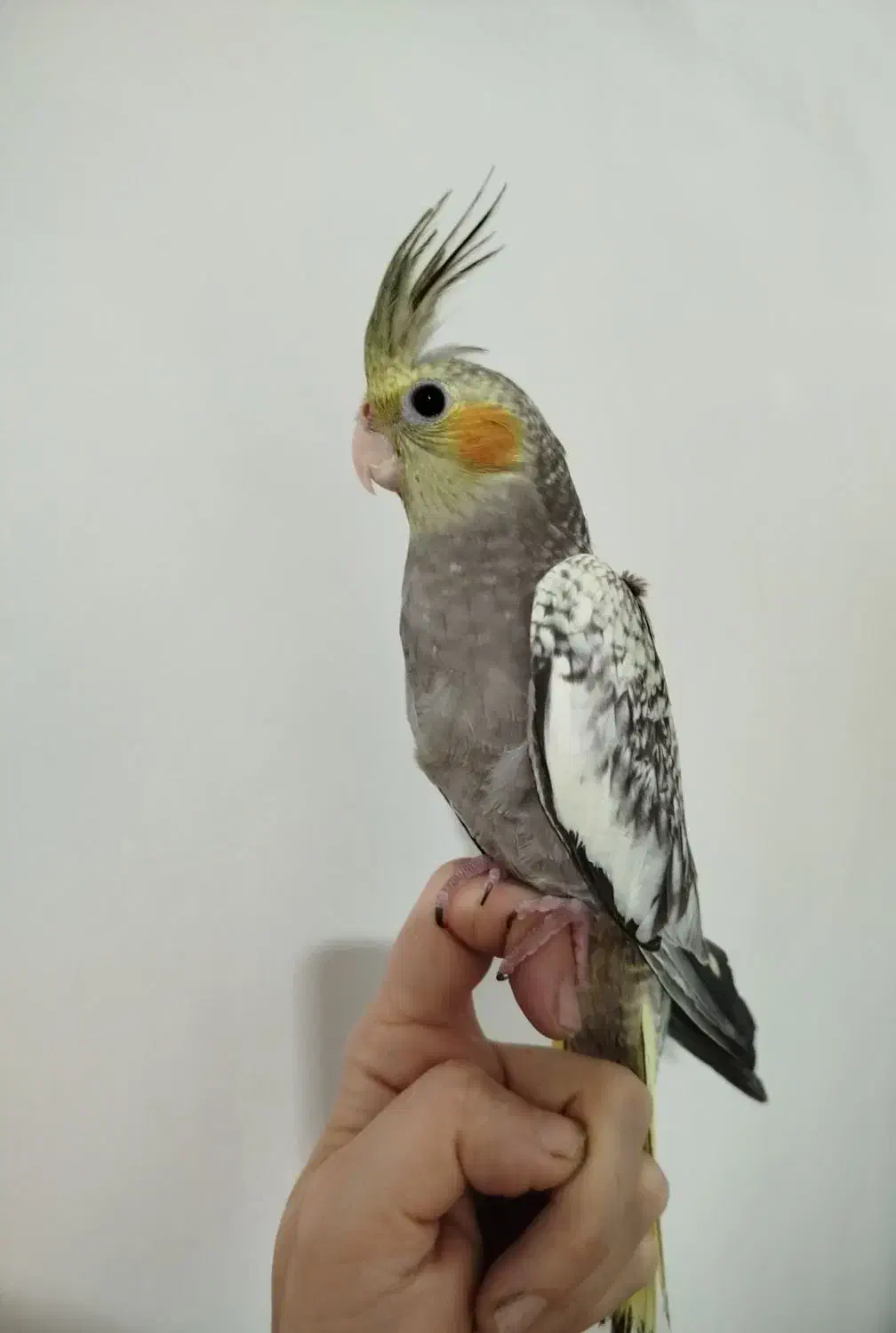 طوطی عروس هلندی|پرنده|دزفول, |دیوار