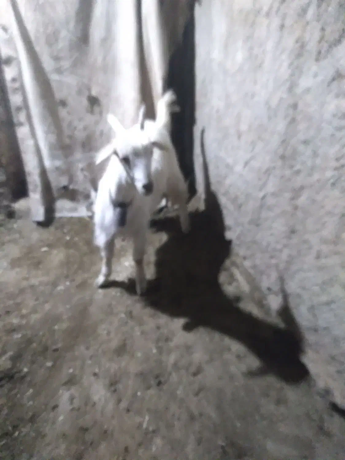 ۲۵میلیون|حیوانات مزرعه|اصفهان, مارچین|دیوار