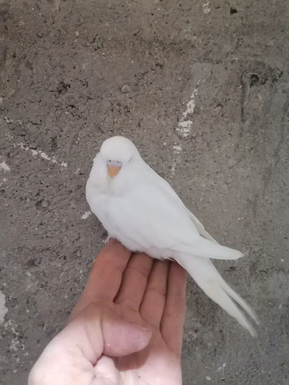 عروس هلندی لوتینو ومرغ عشق انگلیسی|پرنده|قم, هنرستان|دیوار