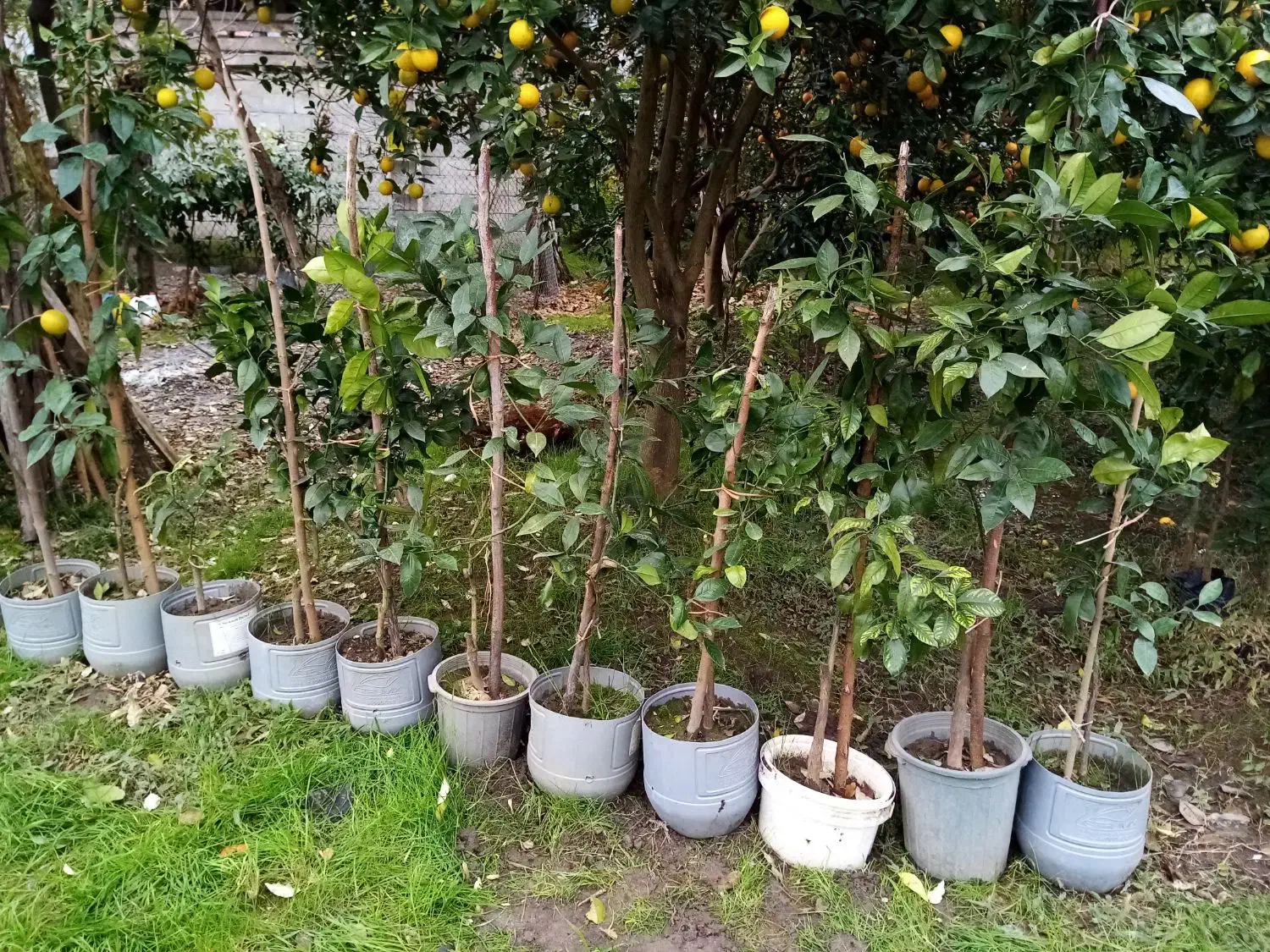 نهال پرتقال خونی|خدمات باغبانی و درختکاری|خرم‌آباد (تنکابن), |دیوار