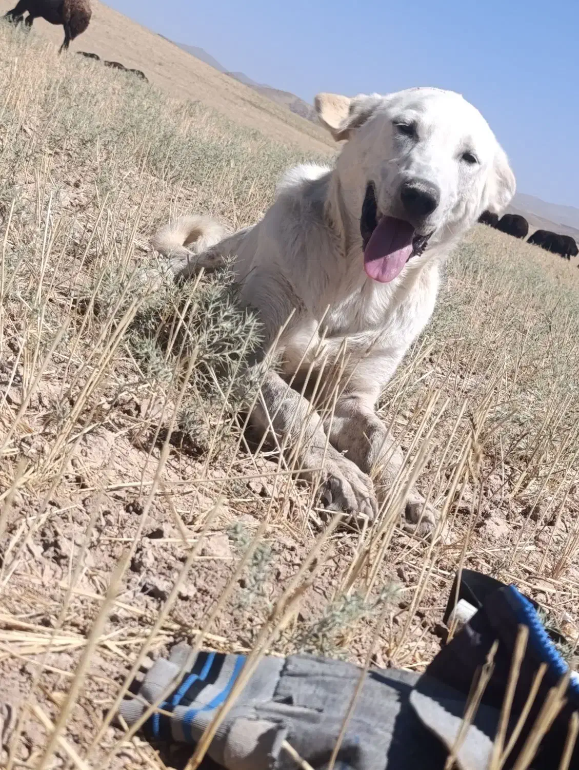 واگزاری دوتا سگ با ارزش یکی نر یکی ماده|سگ|مهربان, |دیوار