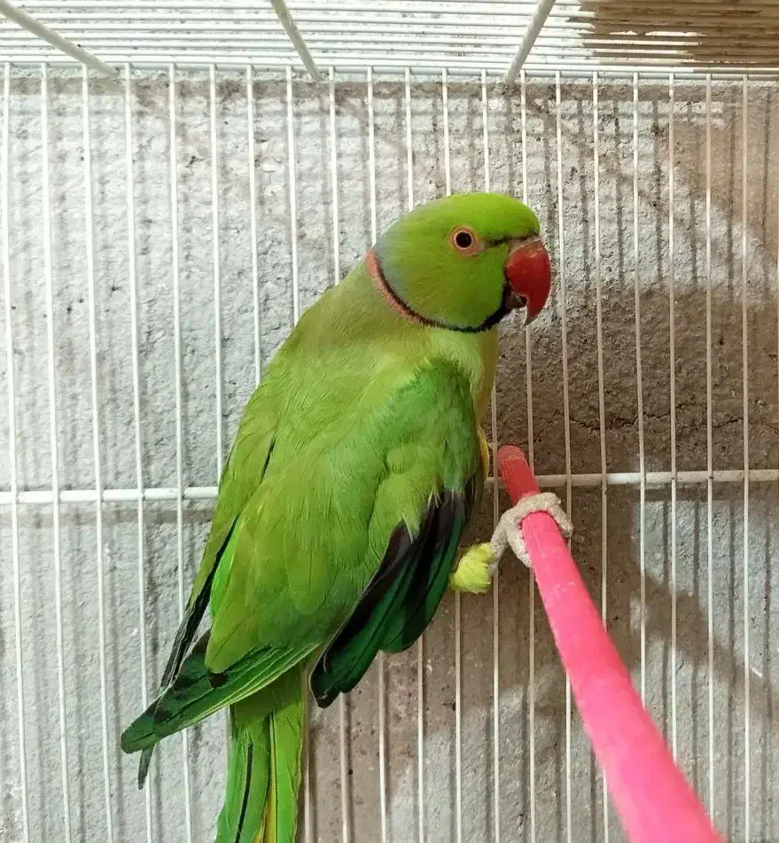 جفت طوطی ملنگو مولد با قفس و لونه|پرنده|فردوس (خراسان), |دیوار