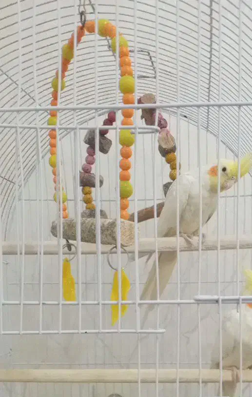 گمشده|حیوانات|تبریز, |دیوار