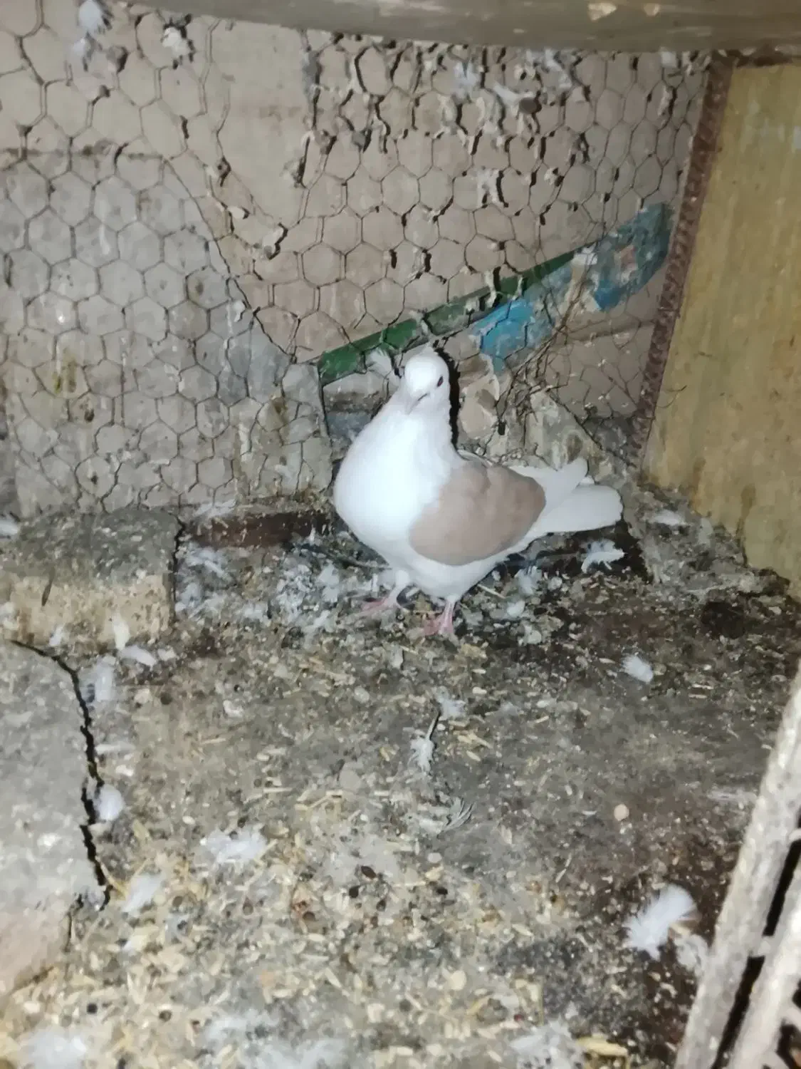 پوشداره زردوساه|حراج|میانه, |دیوار