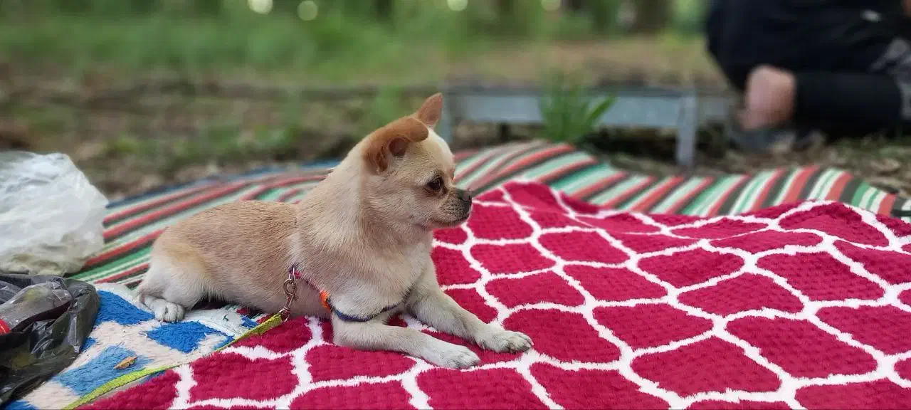 گمشده.سگ شی واوا.|حیوانات|گرگان, |دیوار