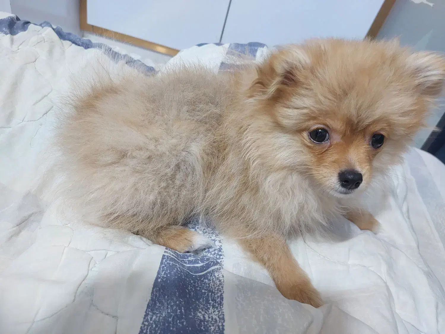 سگ پامرین روباهی|سگ|شاهینشهر, فردوسی|دیوار